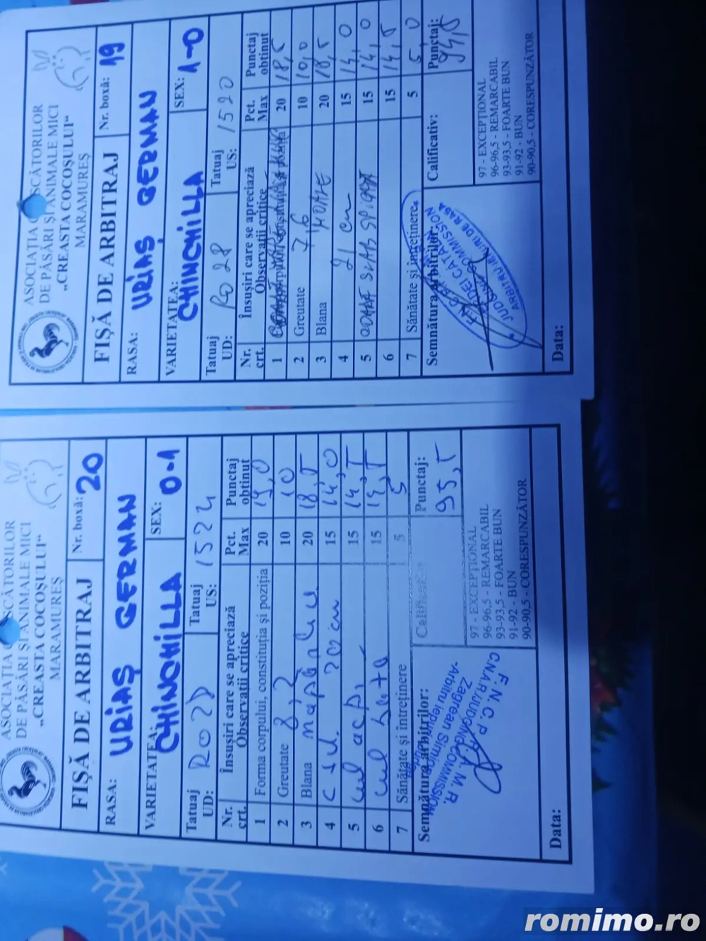 Își caută o nouă casă chinchila 