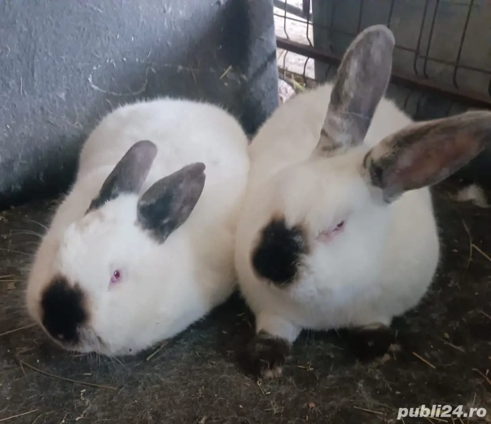 își caută o nouă casă californian 