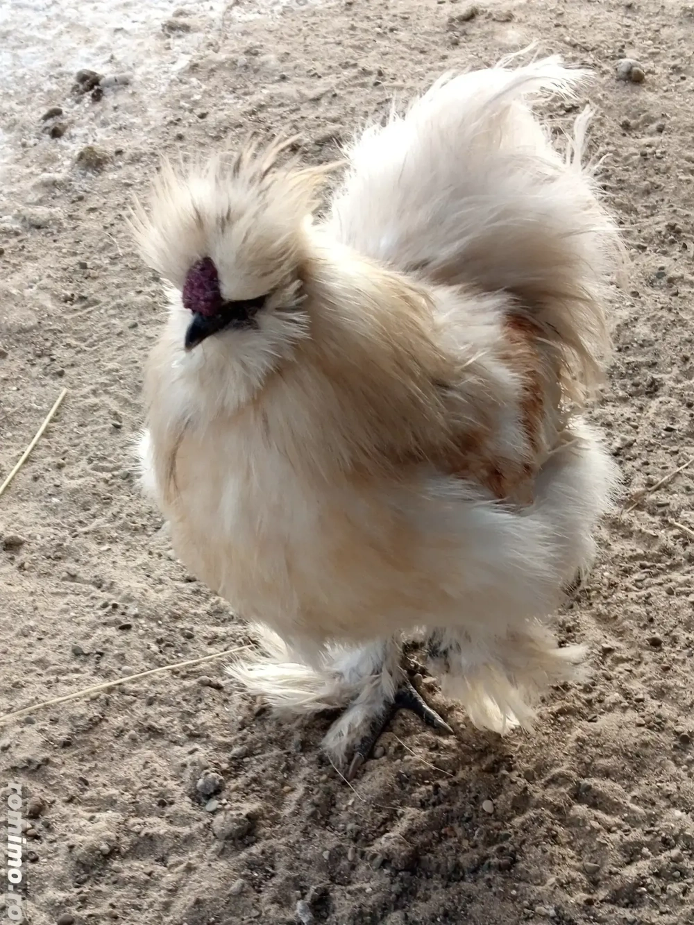 Cocosi matase japoneza 