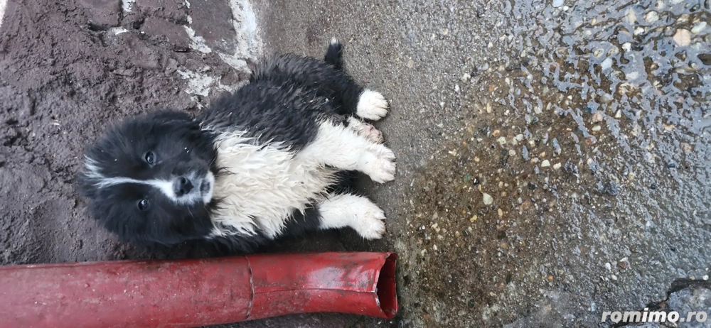 vând pui ciobănesc 