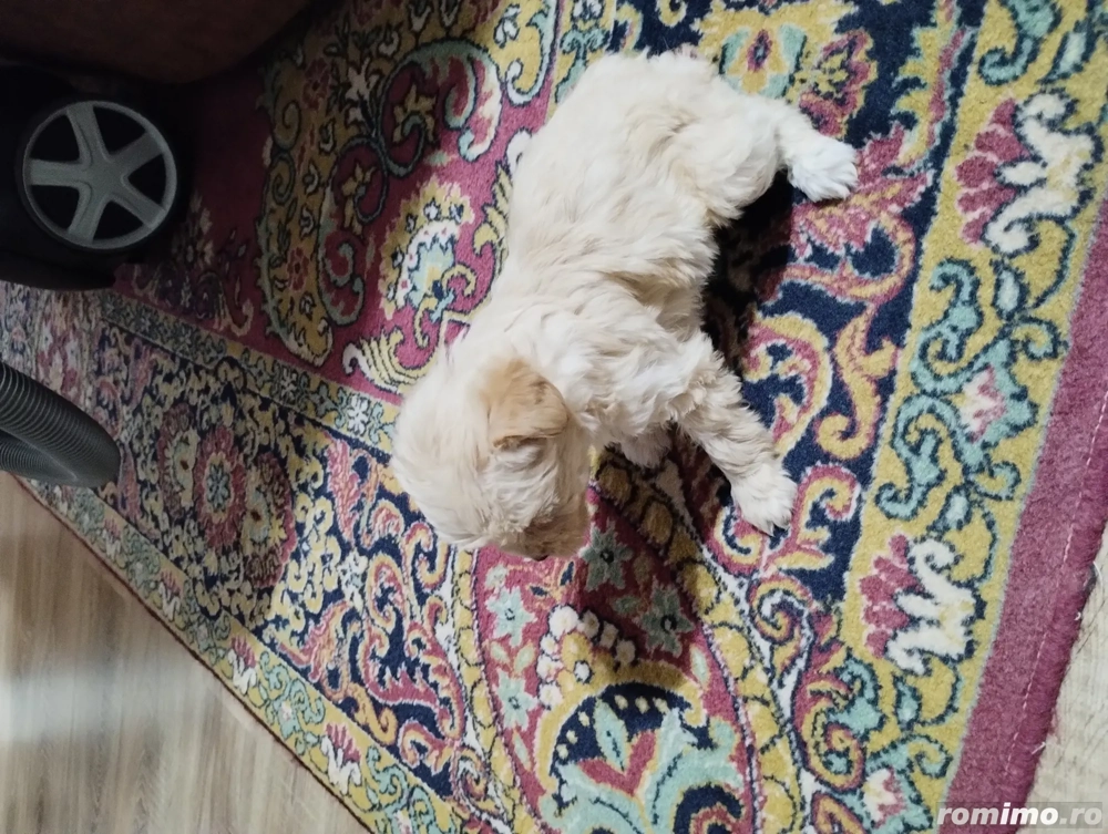 Căței Bichon maltez