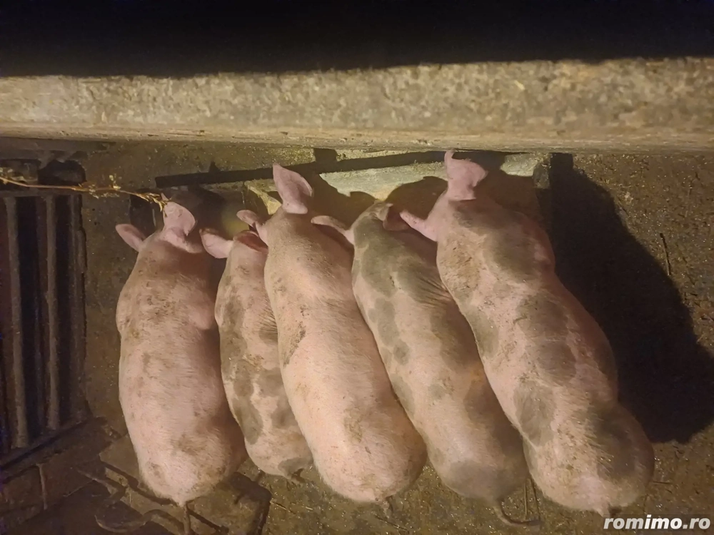 Purceii marele alb cu petrean !!