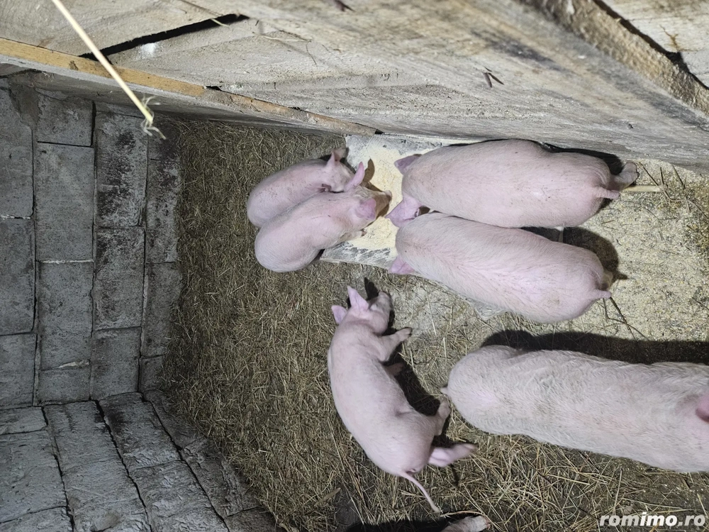 Vand purcei de 10 saptamani 