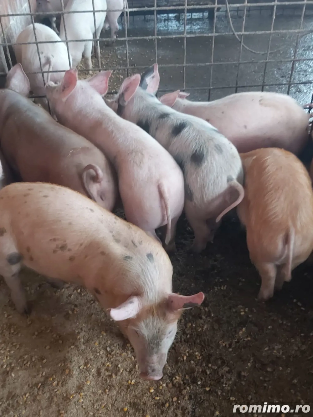 Vând purcei (suldei)  