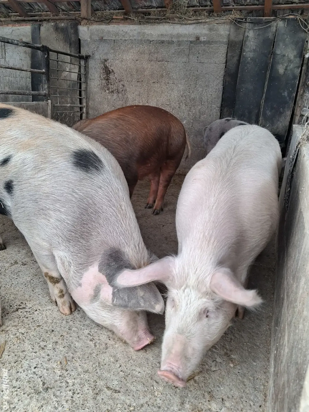 de vânzare 4 masculi 85..120 kg ofer transport gratuit 