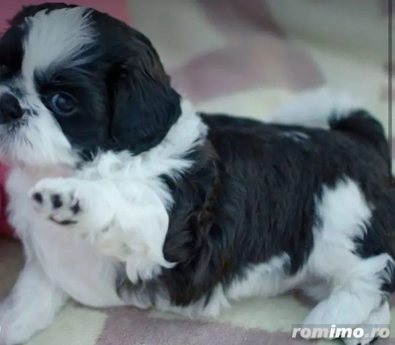 Shih tzu fetite și baietei  800 lei