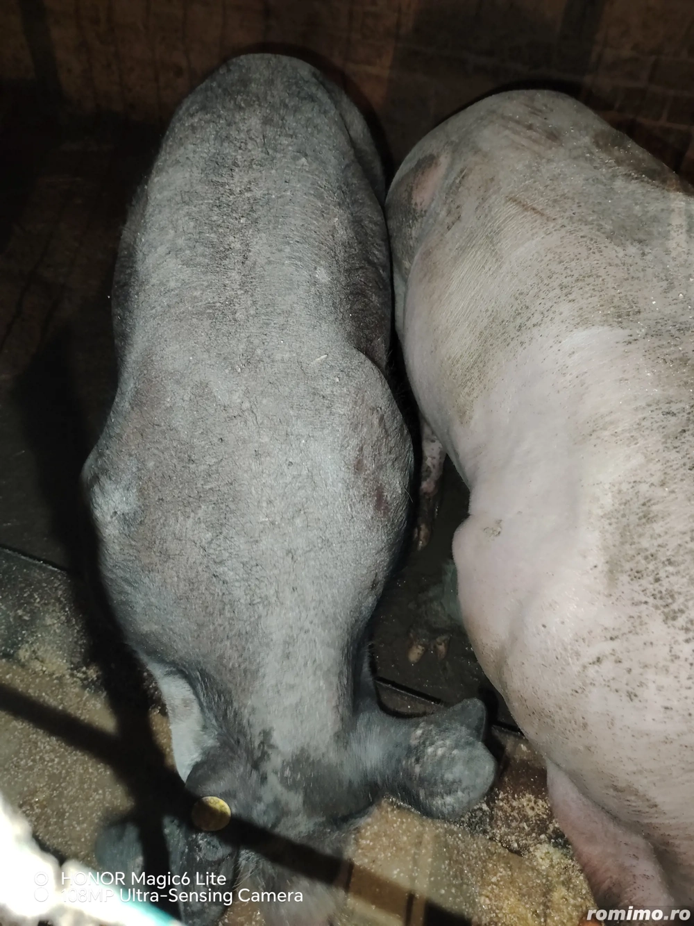 Vând scrofită petrean fără păr 