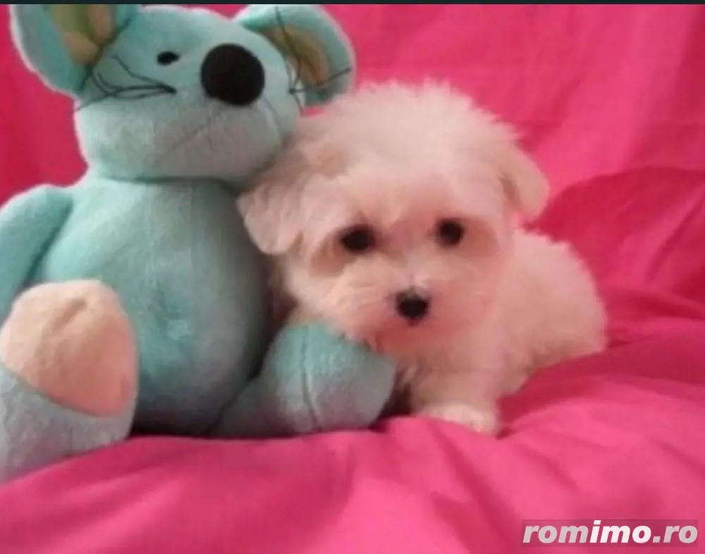 bichon maltez slb femela