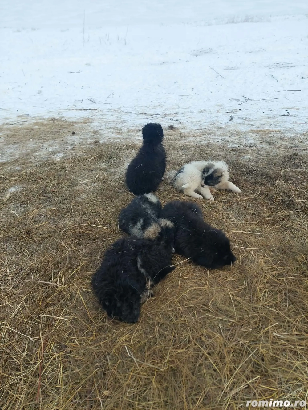 Căței Ciobanesc de vânzare 