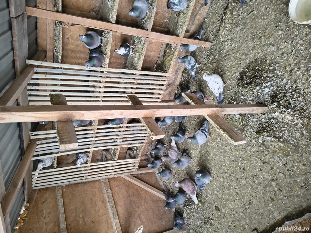 Vand porumbei voiajori 