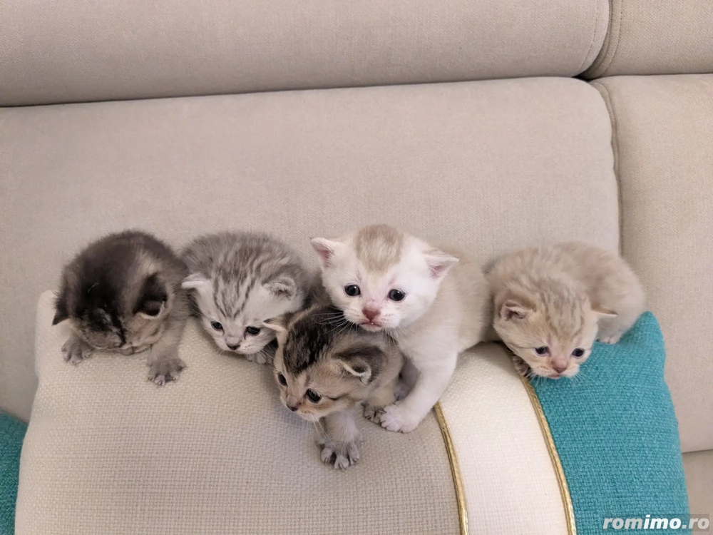 Pui British Shorthair   disponibili pentru rezervare