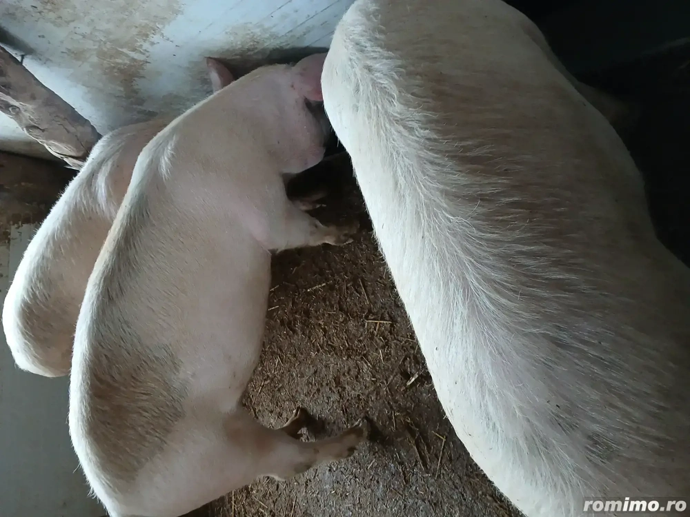 De vânzare porci  110-120 kg