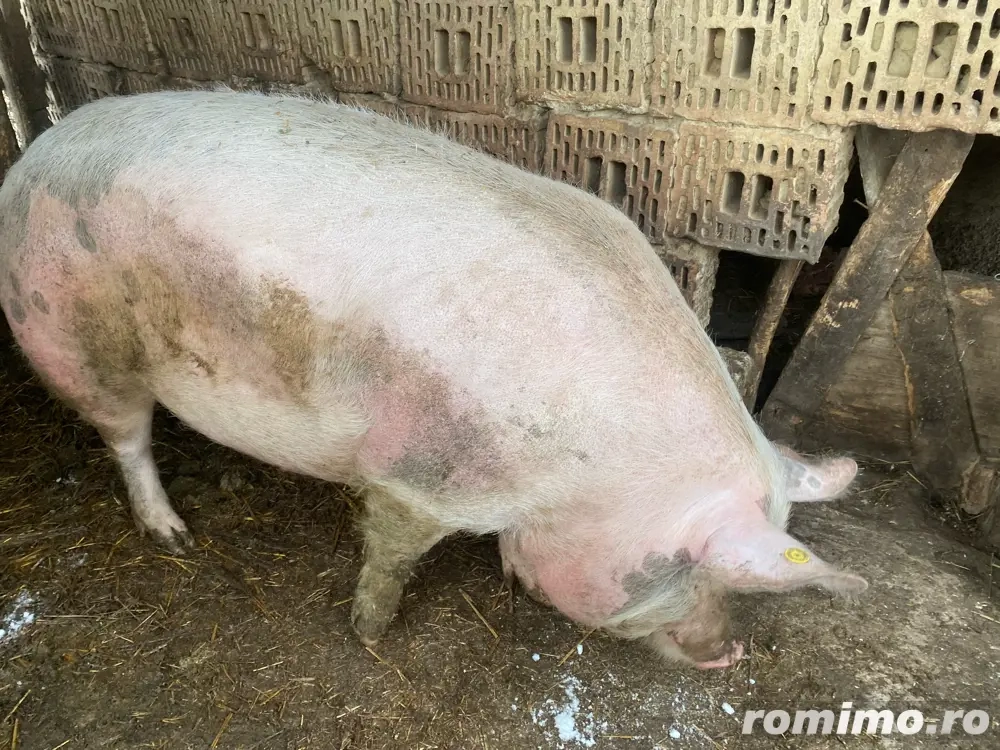 vand doi porci peste 200kg sau schimb cu manza manza plis diferenta unde este cazul