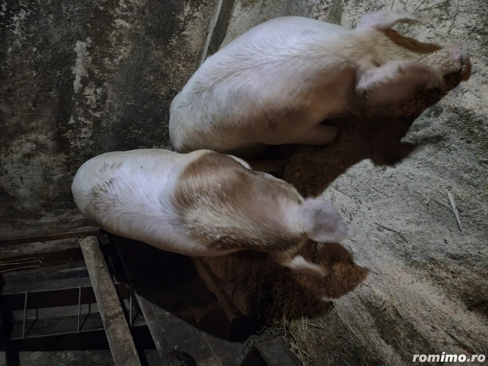 Vand animale domestice