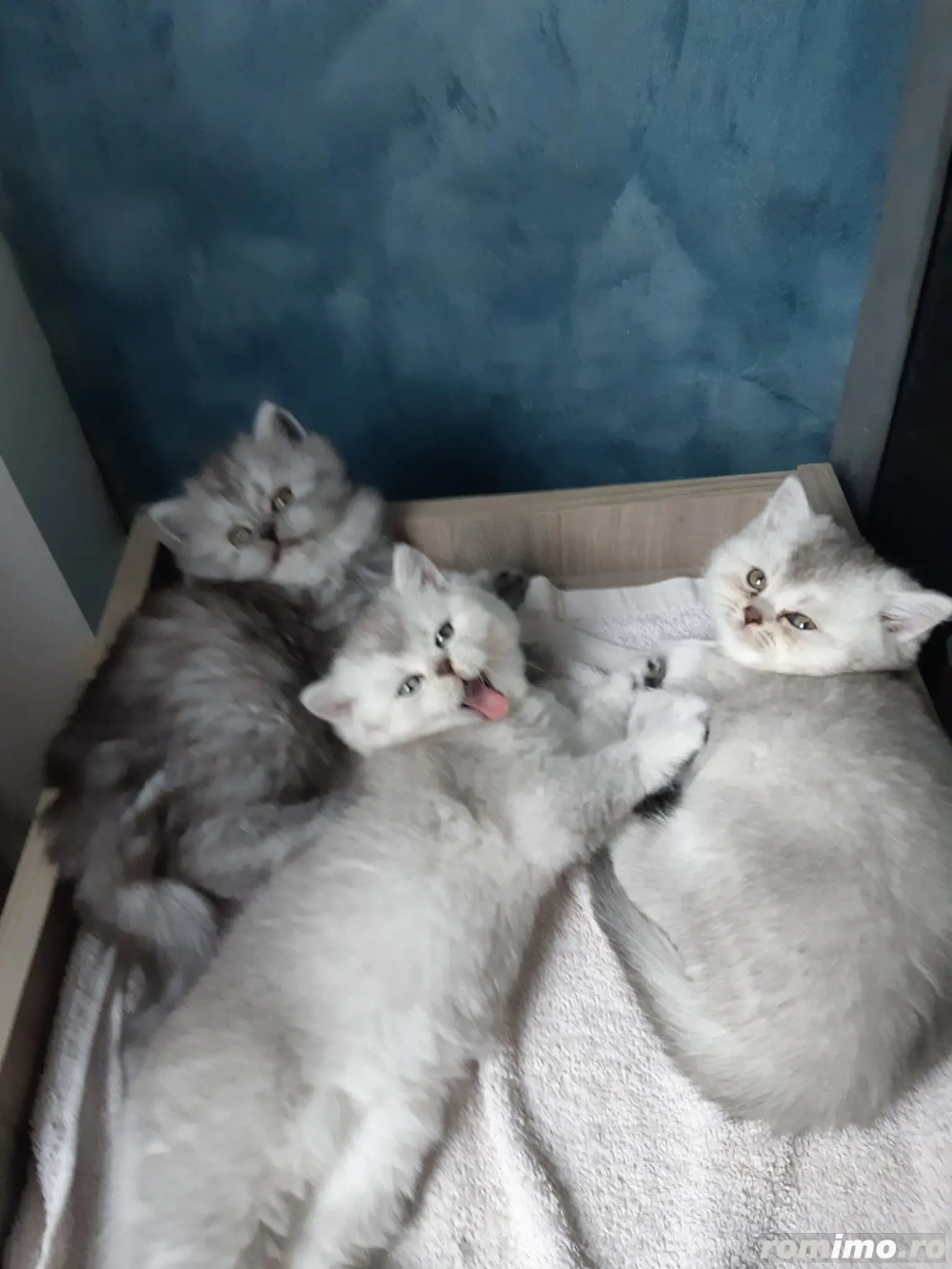 Pui British Long Hair Chinchilla de 2 luni