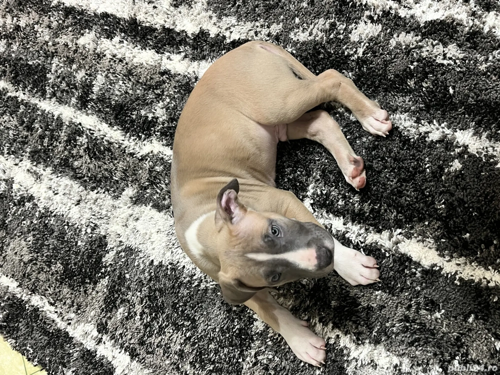 Vând cățel Amstaff din părinți blue 