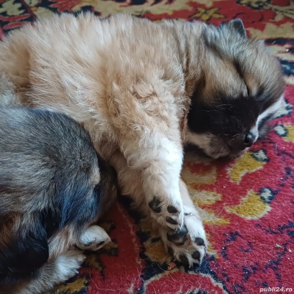 Catei tineri doua luni