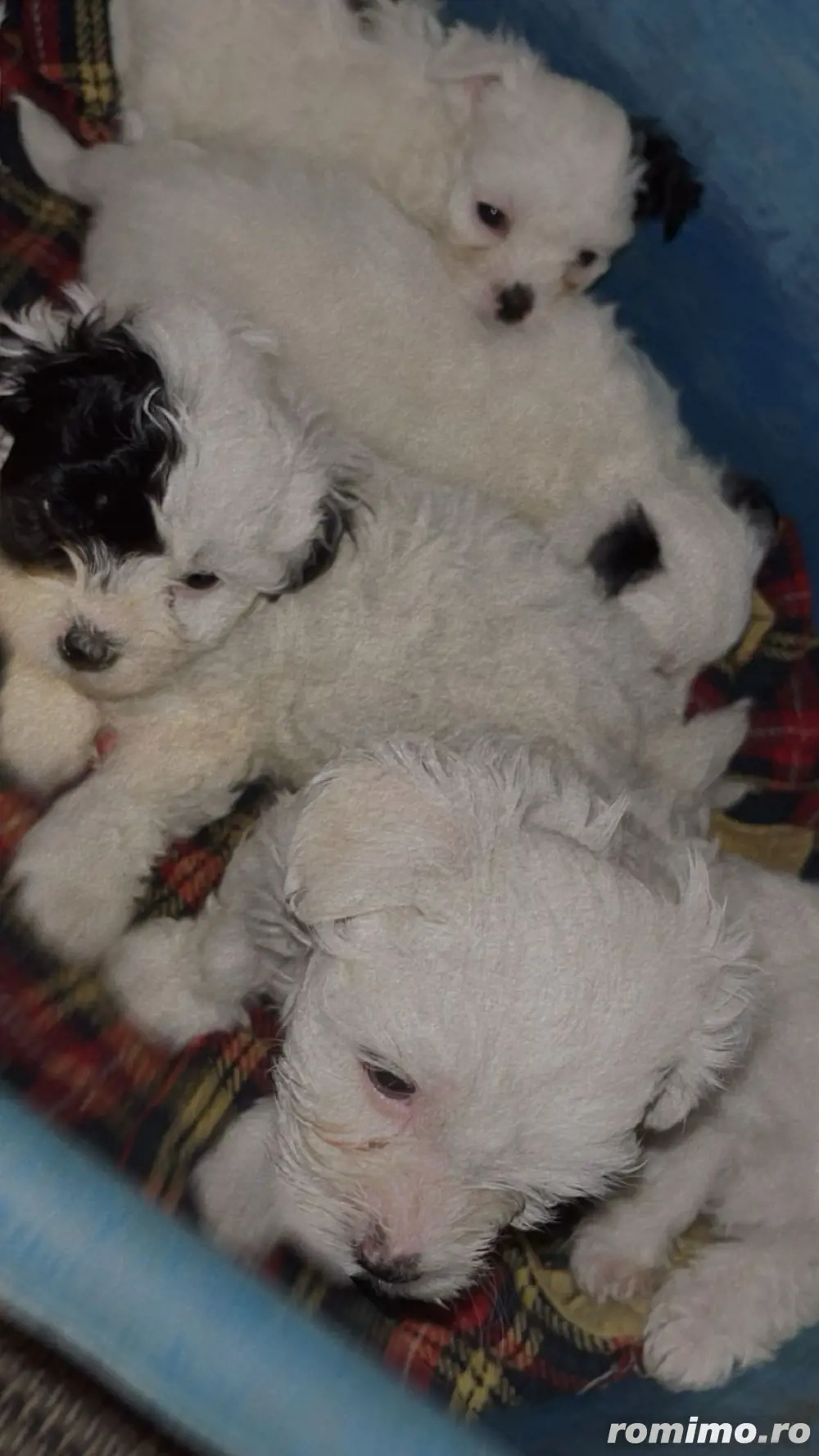 Vand catelusi bichon