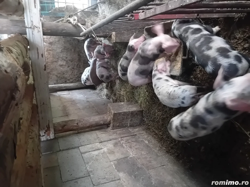 Soldani de carne petrean 30 40 kg