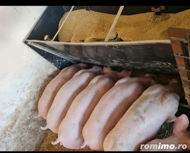 De vanzare purcei de carne. Greutate 30-40kg.