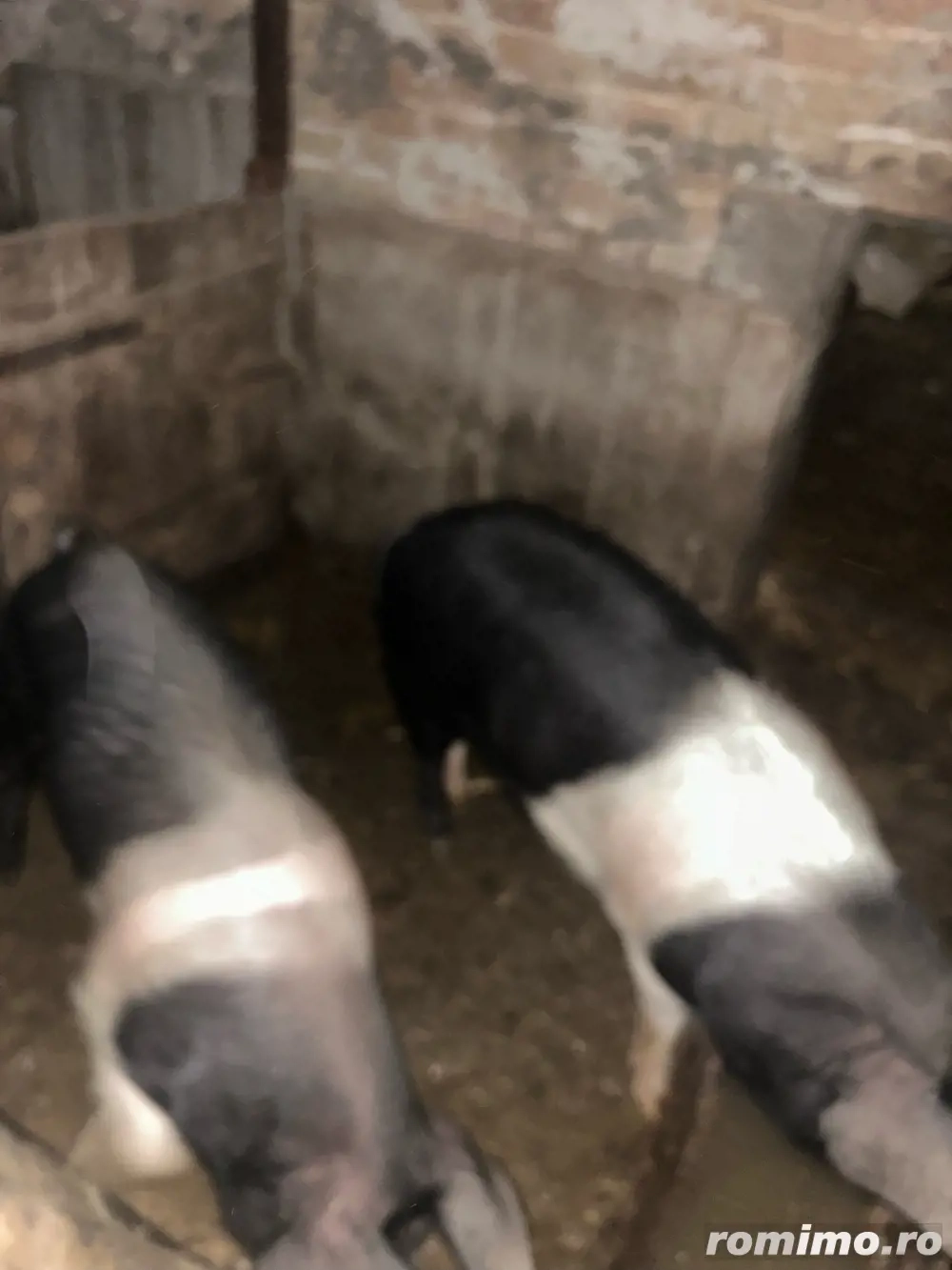 soldani de la 40 la 100 kg 