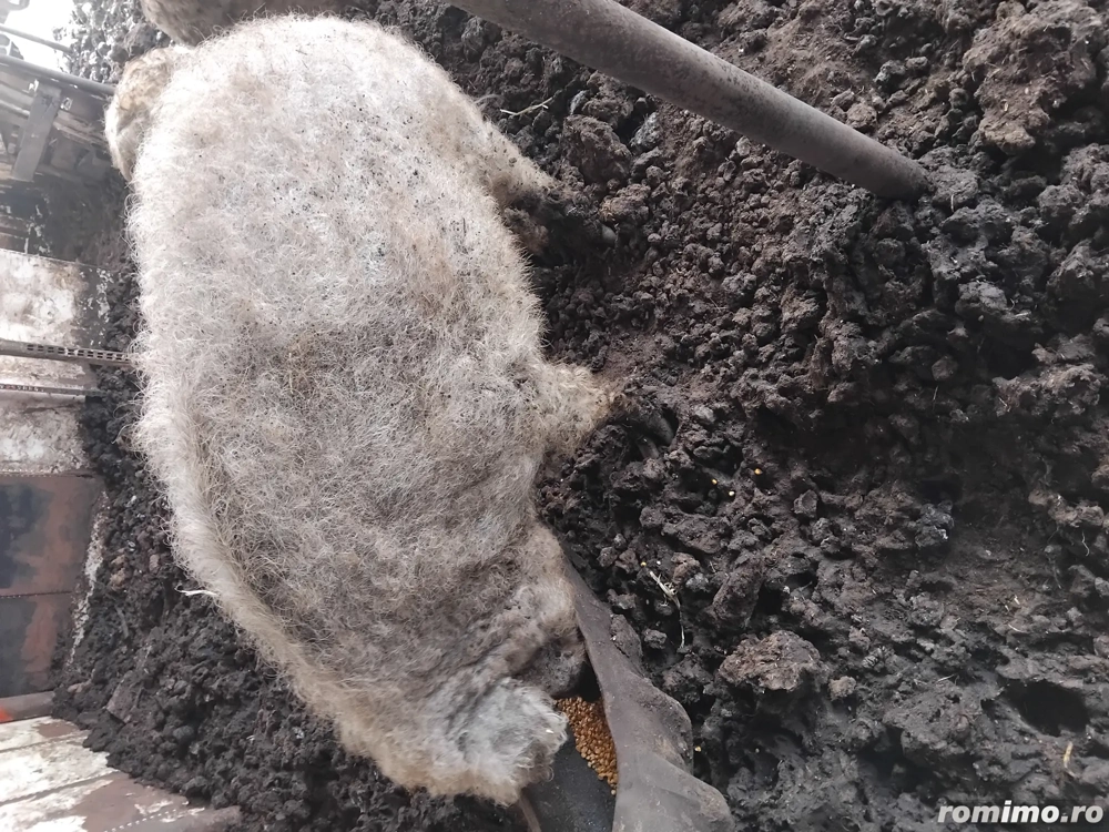 Porc Mangalita pt sacrificat