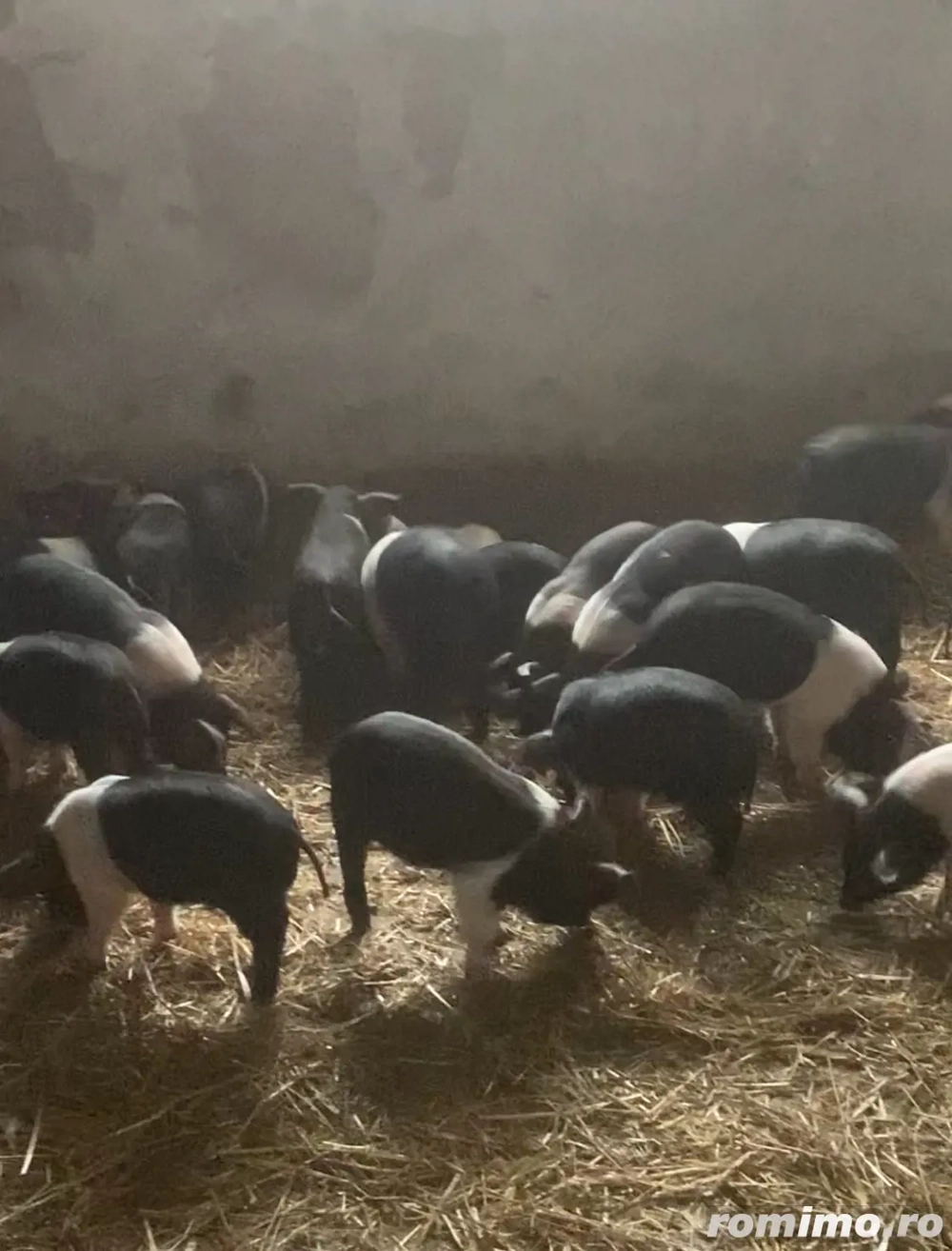 Bazna 8 10 săptămâni 