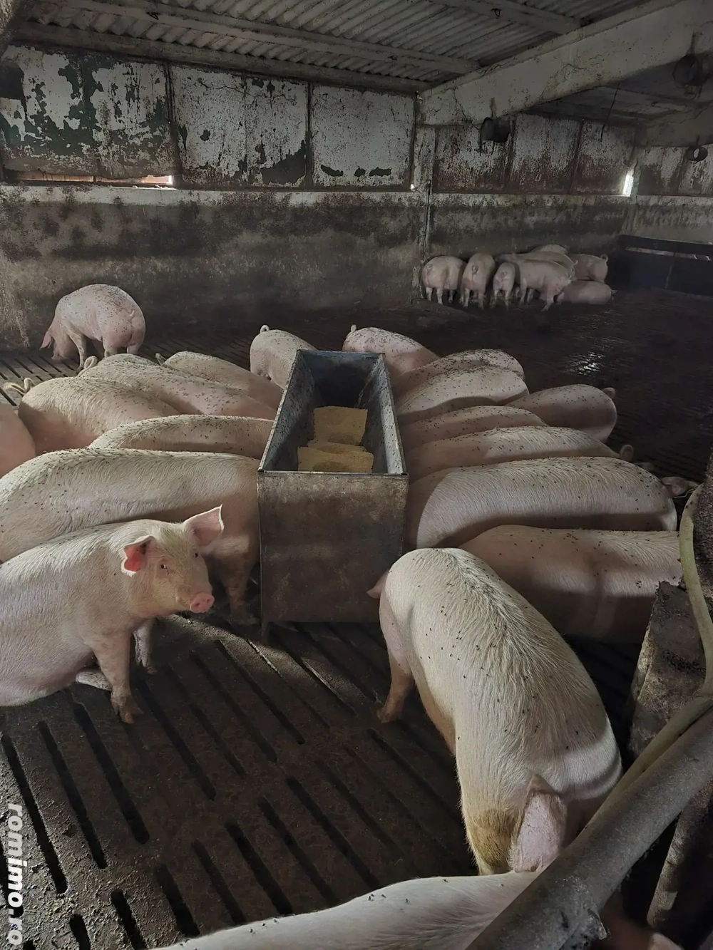 porci gras , reproductie , purcei