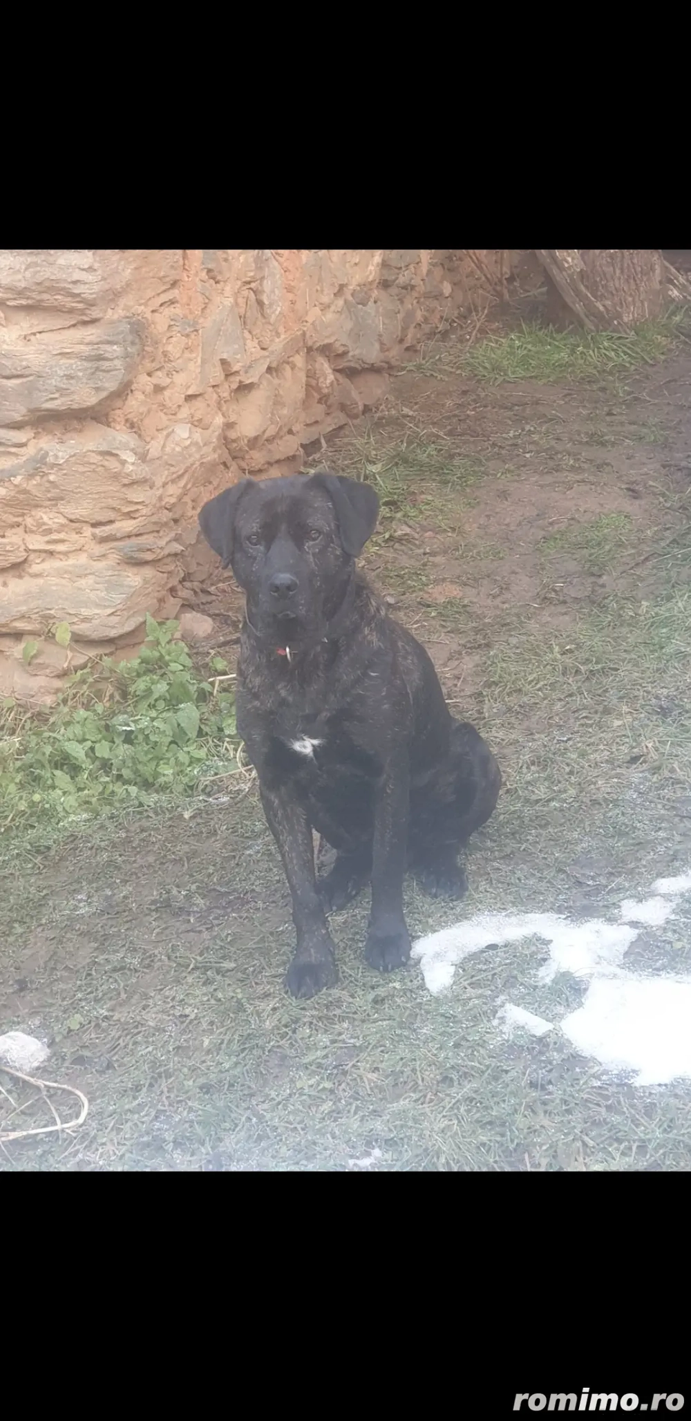 vand 2 catei mastiff englez