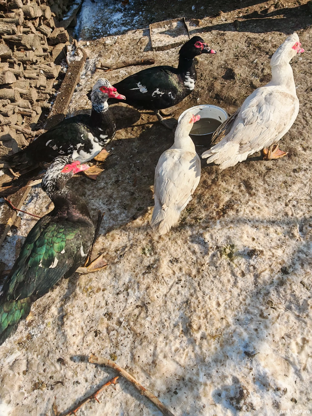 vand pasari in viu sau taiate si curatate