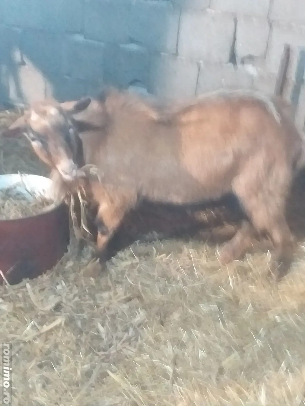 Țăp   bun de montă de vînzare  14 luni