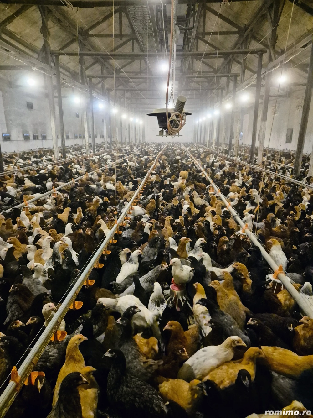 Puicute Ouatoare 13 saptamani