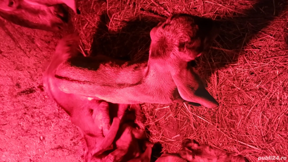 Tapisori anglo nubiene