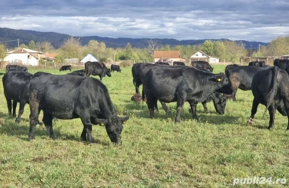 Vaci Angus gestante cu certificat de origine