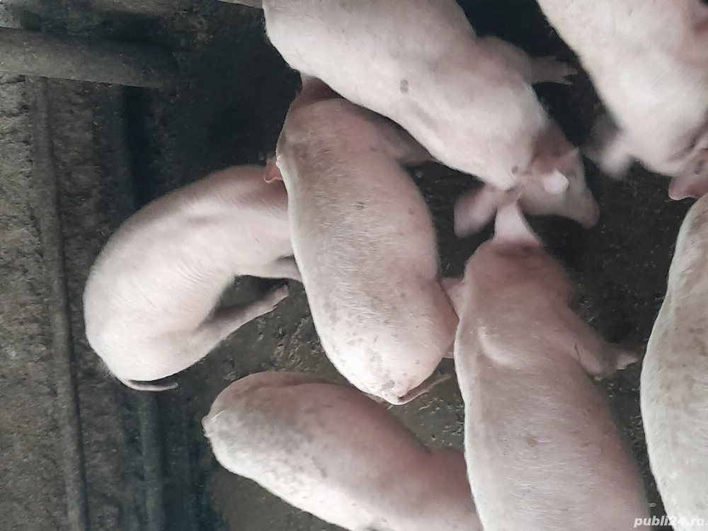 Vand purceii, porci castrați. 