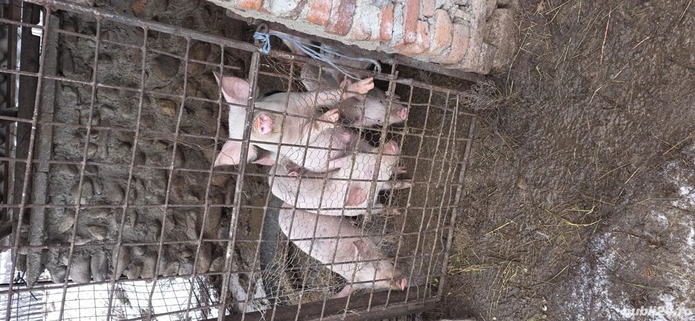 Curcani si grasuni de vanzare