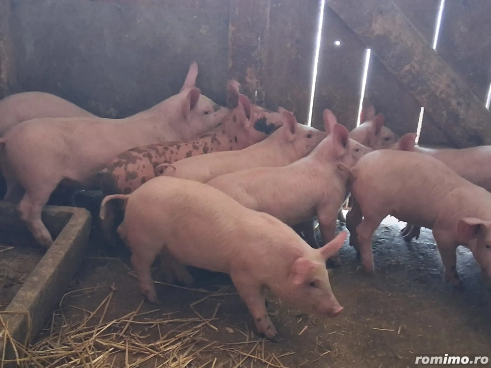 vând 9 purcei de 11 săptămâni 20 kg