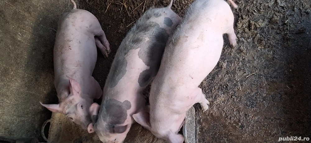 Vând purcei de rasa