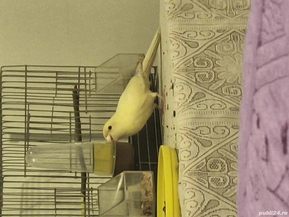 Vând papagal kakariki 