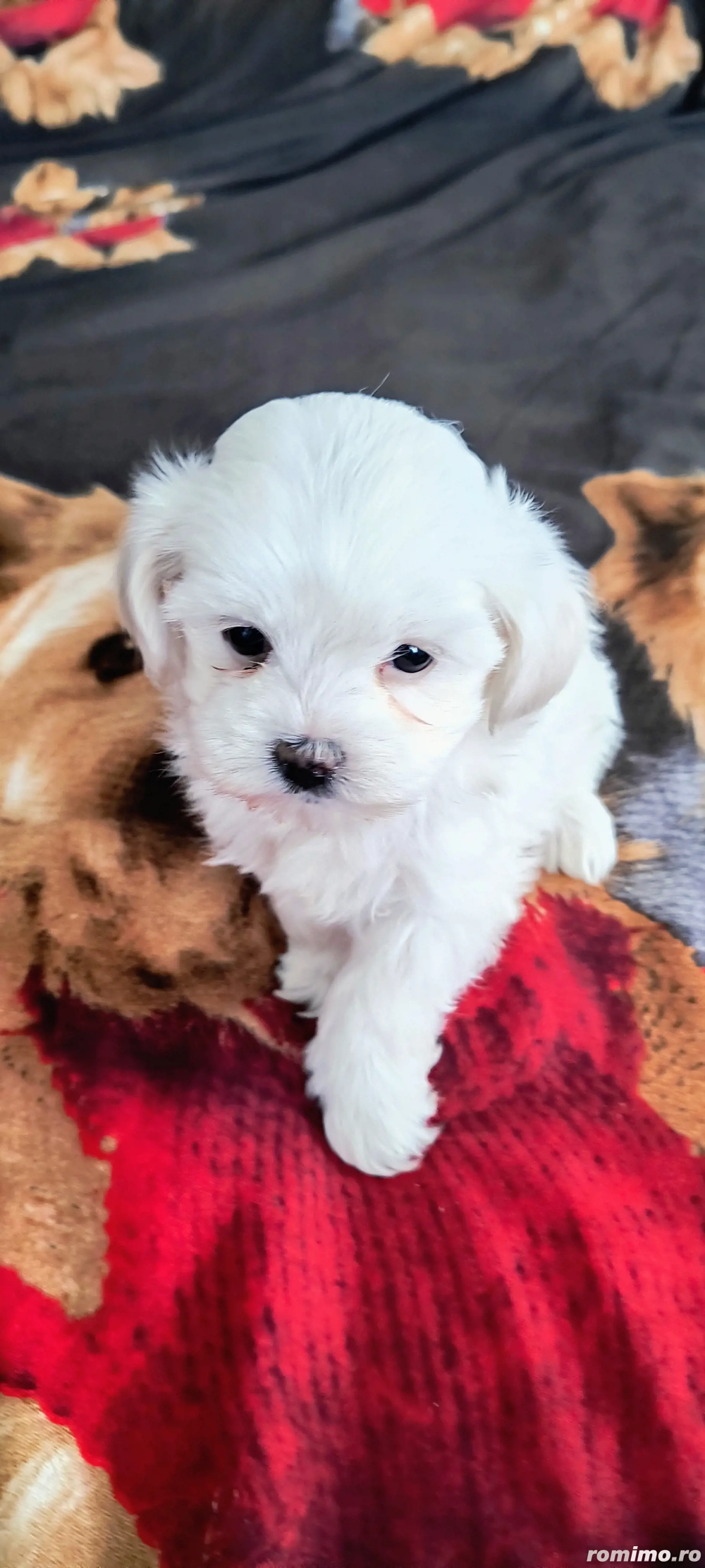 Bichon maltez talie mica 