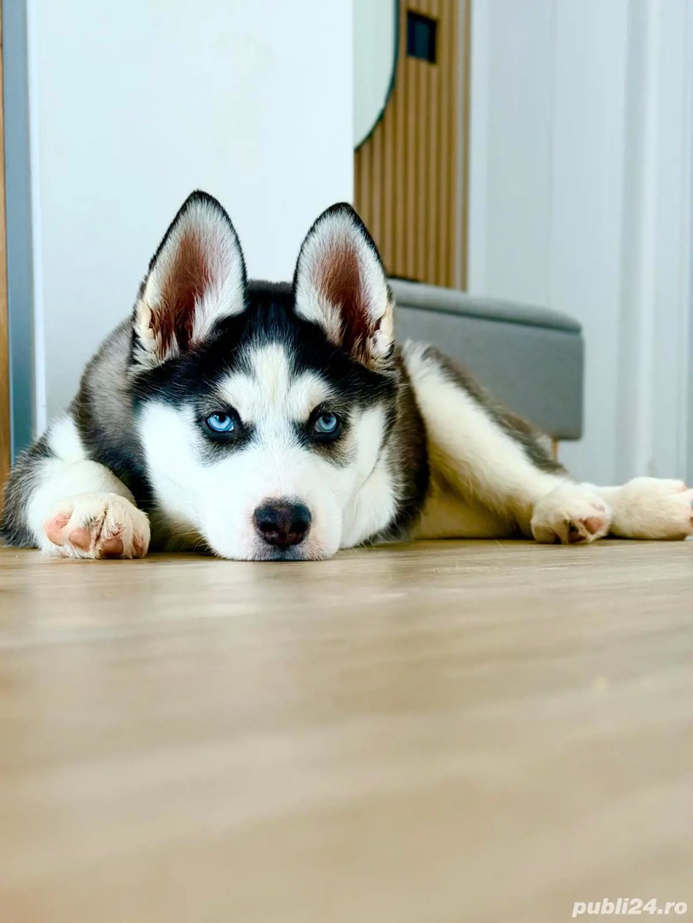 PUI HUSKY SIBERIAN, ochii albastri   femela | exemplar premium