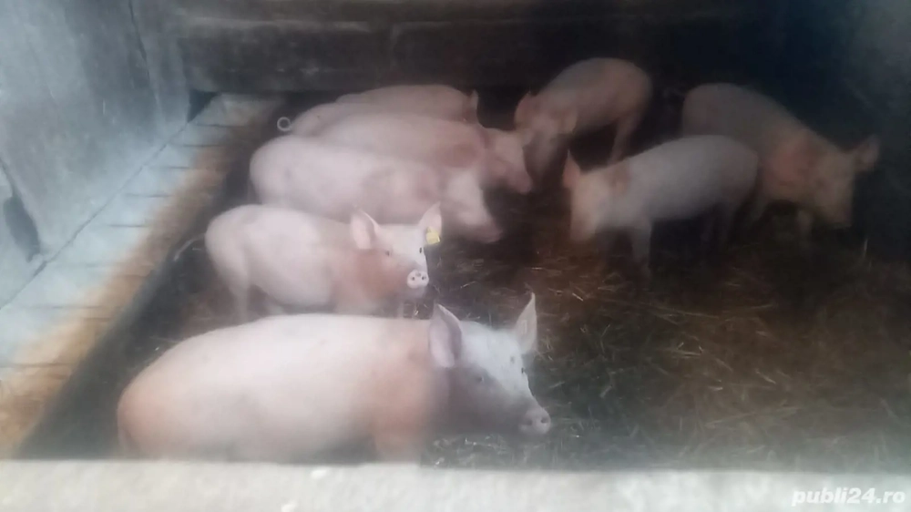 Vând 20 de suldei de 12 săptămâni 