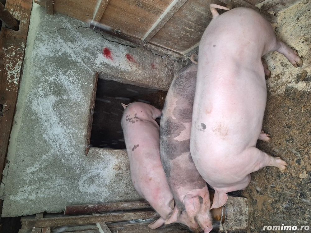 Porci de vanzare de carne 120-150kg