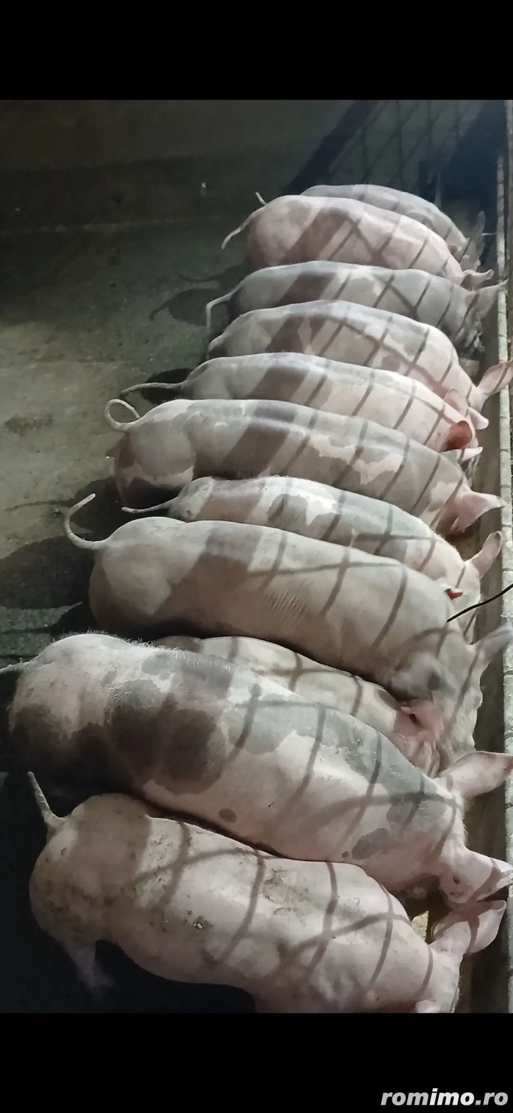 șoldanei rasa carne