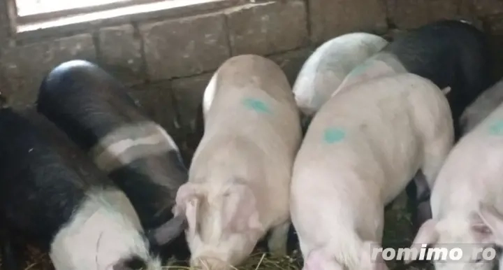 Șoldani de vânzare 