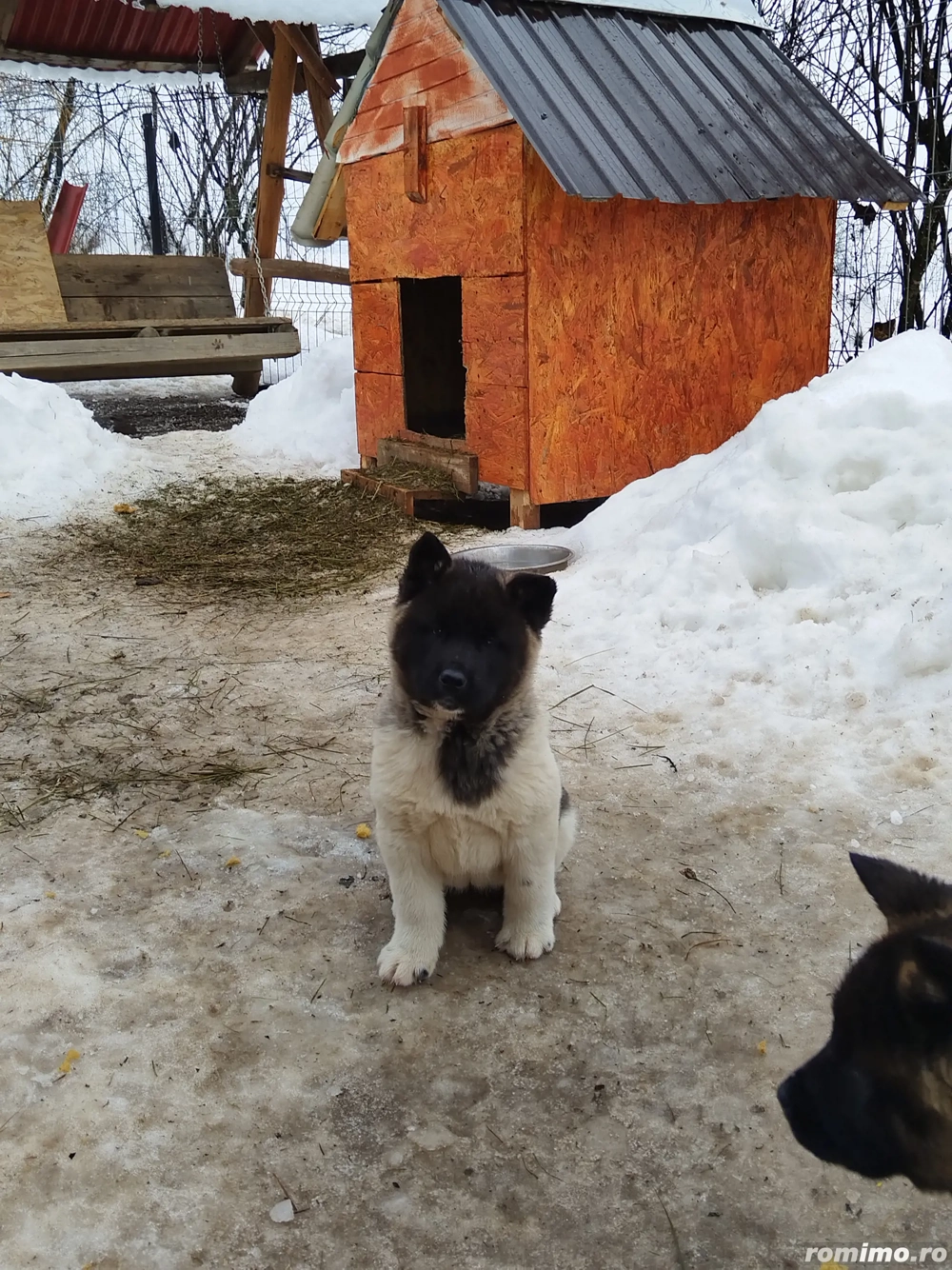 Akita american au mai ramas 3 fetite