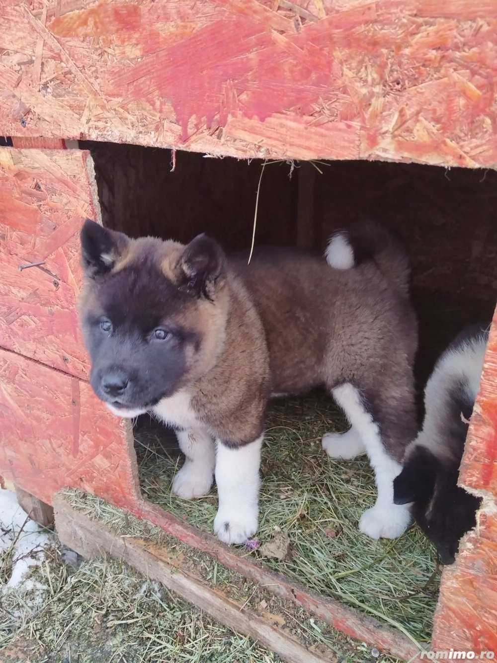 Akita american au mai ramas 3 fetite