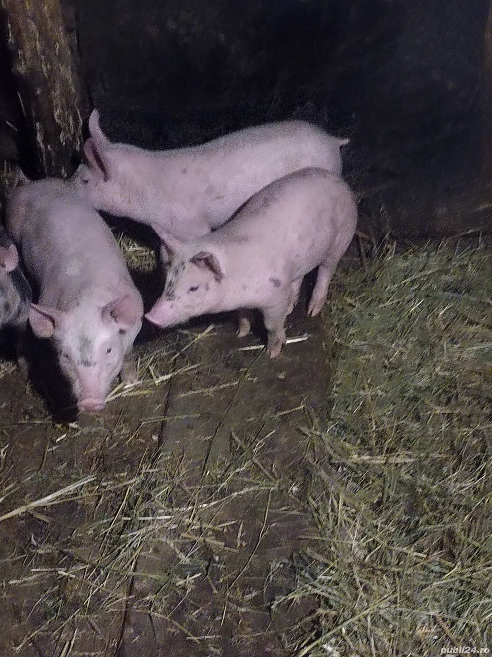 Purcei de rasă din părinți landras și Pic 