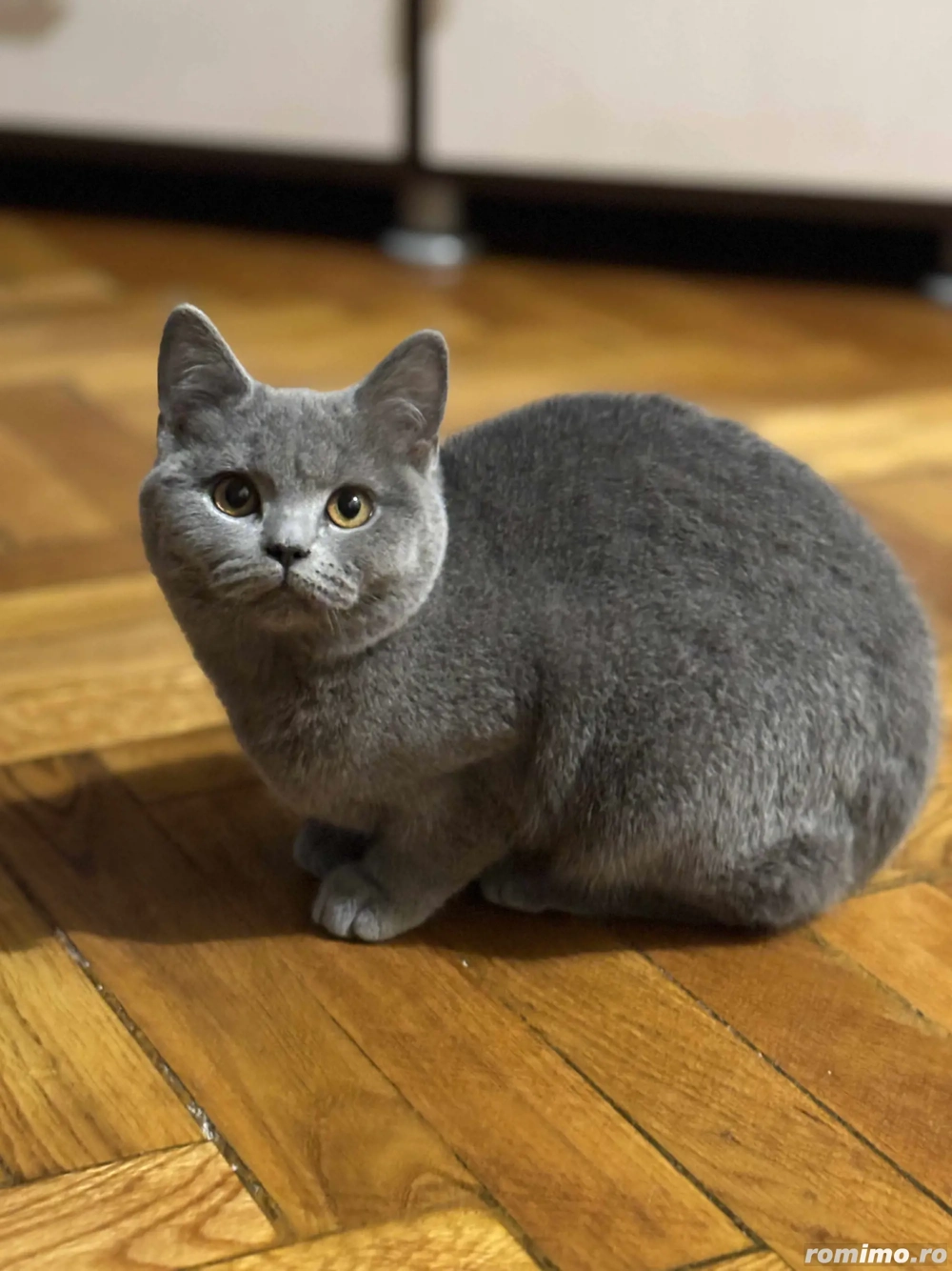 Pisica british shorthair