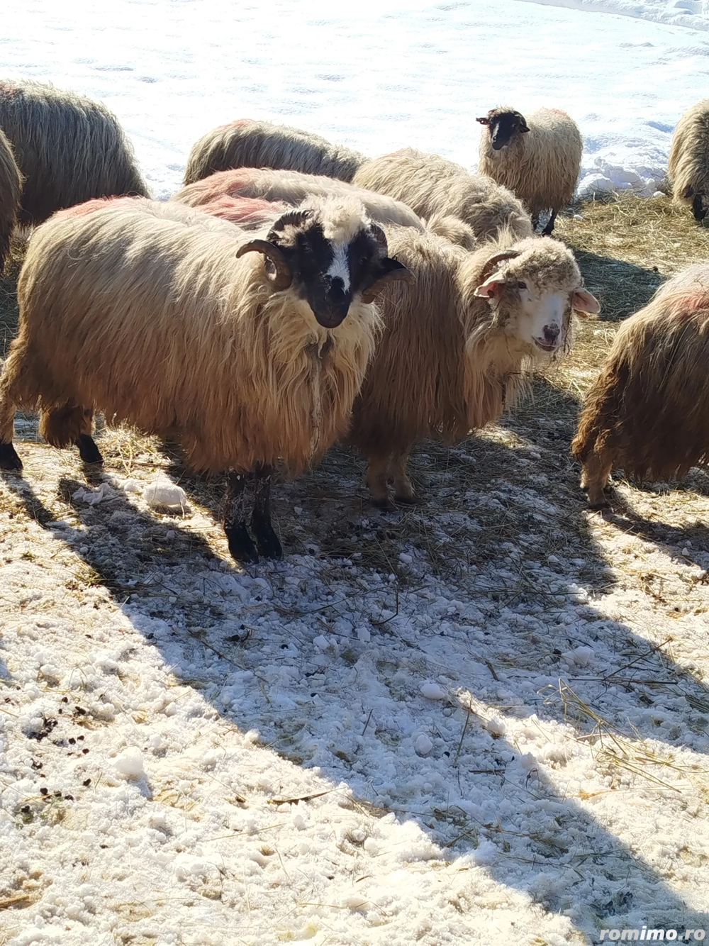 Oi de vânzare 
